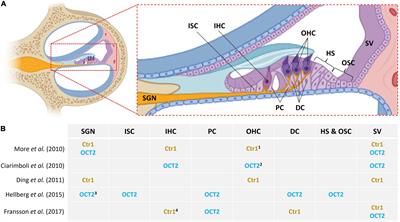 Supporting Cells and Their Potential Roles in Cisplatin-Induced Ototoxicity